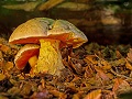 Внимание и осторожность при сборе грибов – лучшая профилактика отравлений